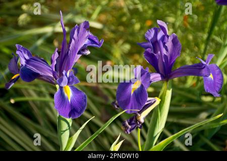 Perennial Iris flowers with purple and yellow petals and green leaves in Spring Garden Stock Photo