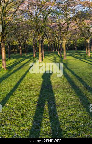 Cherry Blossom trees at Japanese cherry orchard in Amsterdamse Bos early morning dawn at Holland, Netherlands in April Stock Photo