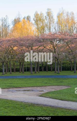 Cherry Blossom trees at Japanese cherry orchard in Amsterdamse Bos early morning dawn at Holland, Netherlands in April Stock Photo