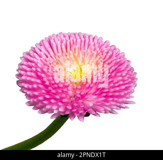 Macro of an isolated blossom of a bellis flower Stock Photo