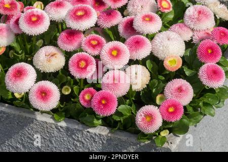 English Daisy, Bellis Pomponette, Container spring bedding plants Stock Photo