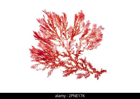 Rhodophyta red algae branch isolated on white. Red seaweed. Stock Photo