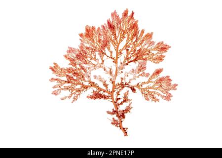 Red seaweed or rhodophyta branch isolated on white. Red algae. Stock Photo