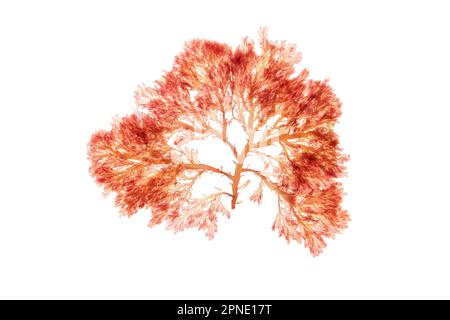 Branchy red algae or rhodophyta isolated on white. Red seaweed. Stock Photo