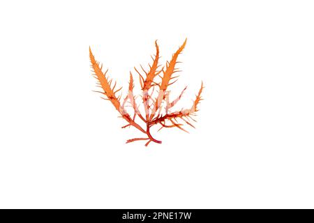 Calliblepharis jubata red algae isolated on white. Red seaweed. Stock Photo