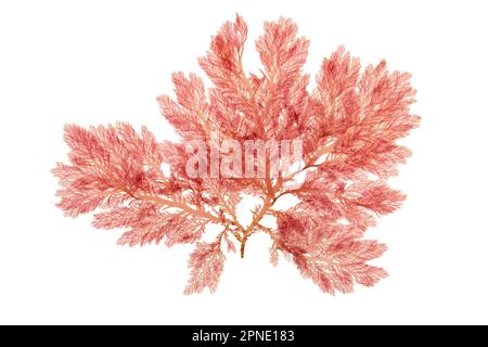 Red algae or rhodophyta branch isolated on white. Red seaweed. Stock Photo