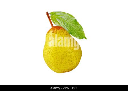 Rocha pear whole fruit isolated on white. Yellow green spotted pear and green leaf. Stock Photo