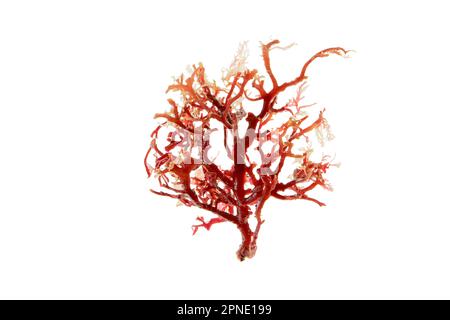 Rhodophyta red seaweed branch isolated on white. Red algae. Stock Photo