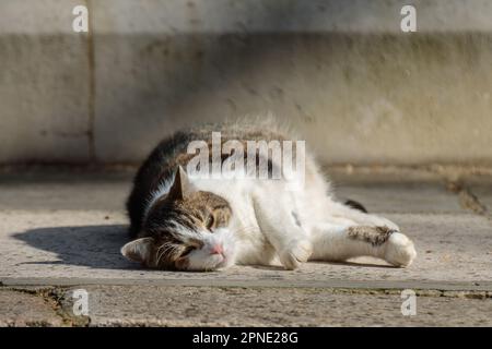 Downing Street, London, UK. 18th April 2023.  Larry, brown and white tabby cat and Chief Mouser to the Cabinet Office, outside Number 10 Downing Street. Photo by Amanda Rose/Alamy Live News Stock Photo