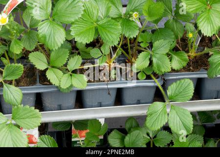 Strawberry seedlings in plastic pots Stock Photo