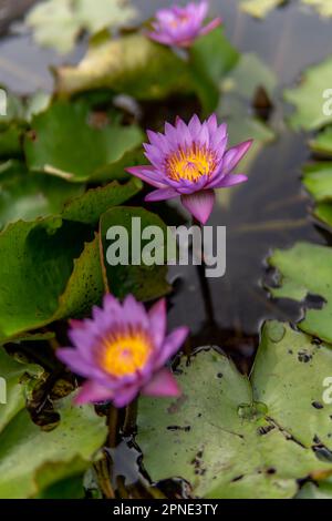 With leaves, a blue aster water bloom. Three flowers, with the centre blossom rising above the water in focus. Stock Photo
