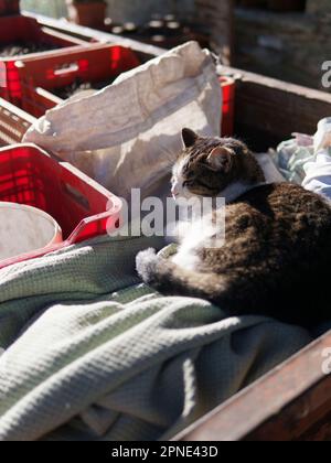 Farm cat sleeping in the sunshine a trailer on a blanker surrounded by red harvesting boxes Stock Photo