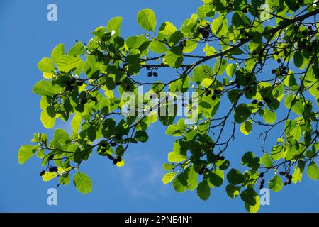 Common Alder, Alnus glutinosa, Black Alder Stock Photo