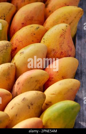 Mango fruit on a street stand in Holbox, Yucatan, Mexico. Stock Photo