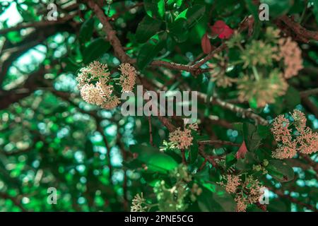 White blossoms in bloom in a bunch on a tree with green leaves. Stock Photo