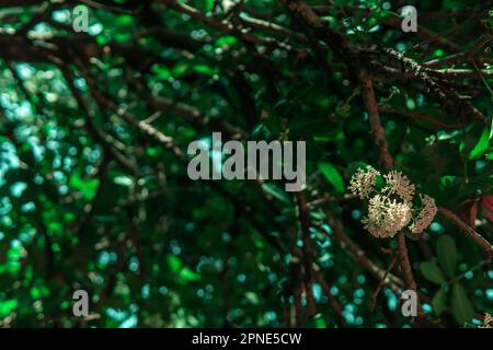 White flowers in bloom from a tree with green foliage. Stock Photo