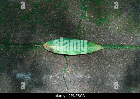 A leaf on a concrete floor with a crack perpendicular to its vein and a divider running down it. a floor covered in algae. Stock Photo