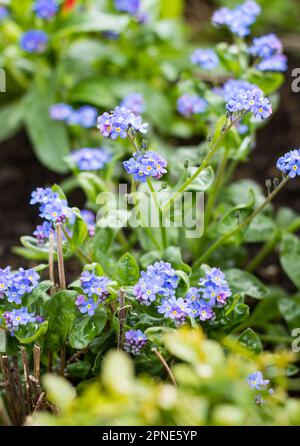Blue forget-me-not flowers.20.04.2023 Bialystok Poland. Garden full flowers Forget-me-nots in spring. Stock Photo