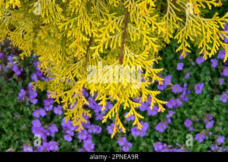 Hinoki Japanese Cypress, Chamaecyparis obtusa 'Pygmaea Aurea' False Scheinzypresse gold colour Dwarf low form Stock Photo