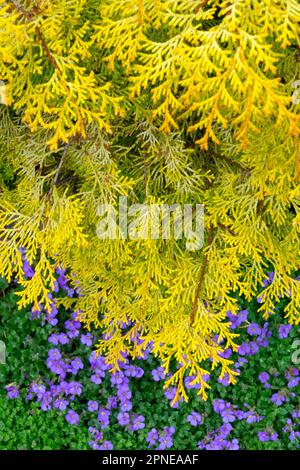 Hinoki Cypress, Chamaecyparis obtusa 'Pygmaea Aurea' Stock Photo