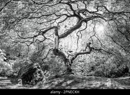 Japanese Maple in the Japanese Garden of Portland, Oregon, USA Stock Photo