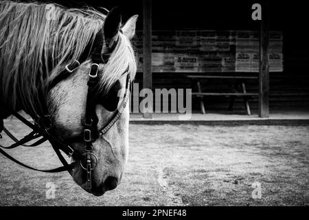 Head of a white horse with blinkers. Close up image Stock