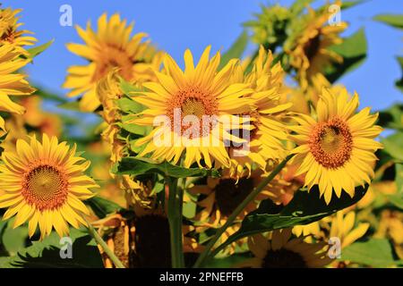 Sunflower Fields in California Stock Photo - Alamy