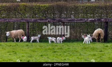 Baby lambs with female mother sheep in field on farm. Cute young Spring animals, some suckling ewes. County Kildare, Ireland Stock Photo