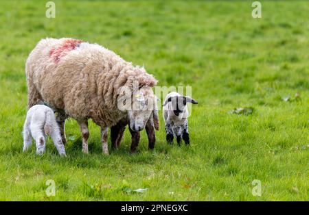 Sheep with young triplet lambs, two of babies suckling ewe mother. Cute lamb with black face and legs. County Kildare, Ireland Stock Photo