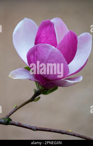 Saucer Magnolia x soulangeana 'Lennei',Portrait Stock Photo