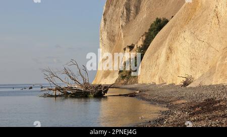 Scene at Moens Klint, Denmark. Fallen tree. Stock Photo