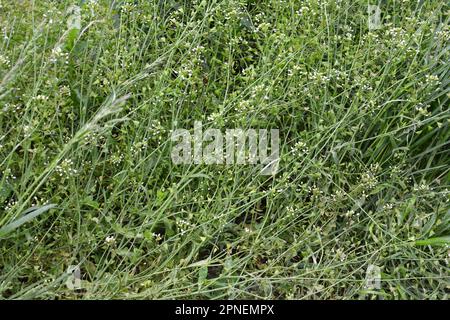 In nature, the field grow Capsella bursa-pastoris Stock Photo