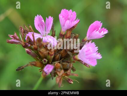 In the wild, carnation (Dianthus) blooms among herbs Stock Photo