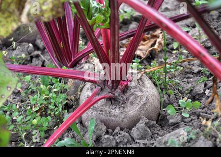 The red beet grows in open organic soil Stock Photo