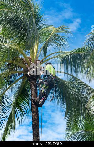 Tree surgeon de-nutting coconut palms for safety, Cairns, Far North Queensland, FNQ, QLD, Australia Stock Photo