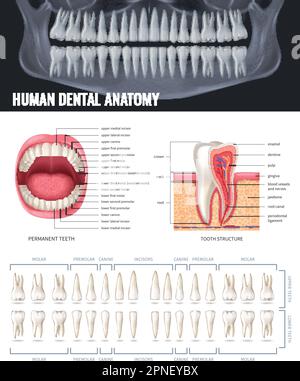 Human teeth realistic anatomy poster with jaw x-ray vector illustration Stock Vector