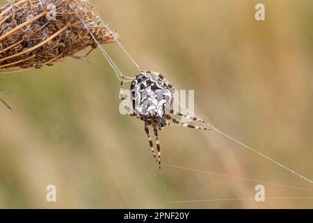 cross orbweaver, European garden spider, cross spider (Araneus diadematus), in web, Germany Stock Photo