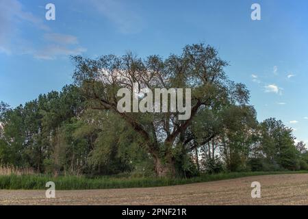 Common osier, Basket osier (Salix viminalis), old tree in Oftlfing, Germany, Bavaria Stock Photo