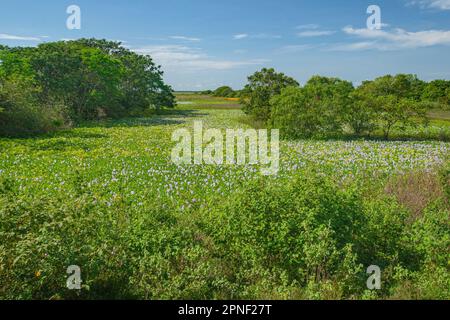 waterhyacinth, common water-hyacinth (Eichhornia crassipes), blooming in water, Venezuela, Apure, Hato El Cedral Stock Photo