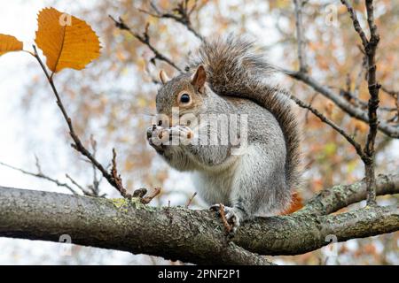 Eastern gray squirrel, Grey squirrel (Sciurus carolinensis), sits in a tree in St James's Park and eating a nut, side view, United Kingdom, England, Stock Photo