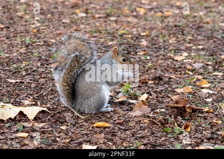 Eastern gray squirrel, Grey squirrel (Sciurus carolinensis), sits on the ground and nibbling a nut, side view, United Kingdom, England, London Stock Photo