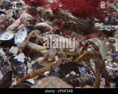 Atlantic lyre crab, great spider crab, toad crab (Hyas araneus), betwenn shells on the ocean bed, side view Stock Photo