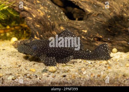 Snowflake bristlenose, Spotted bristle-nosed catfish (Ancistrus hoplogenys), L181, side view Stock Photo