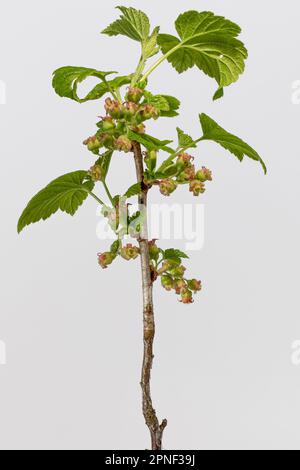northern red currant (Ribes rubrum), blooming, Germany, Bavaria Stock Photo