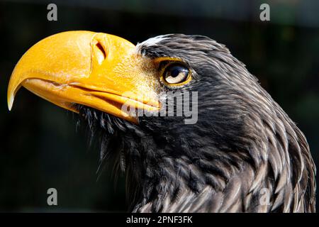 Stellers sea eagle (Haliaeetus pelagicus), portrait, side view Stock Photo