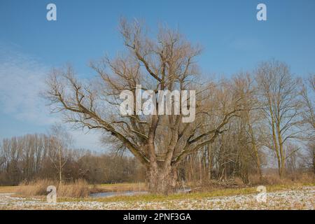 Common osier, Basket osier (Salix viminalis), old tree in Oftlfing, Germany, Bavaria Stock Photo