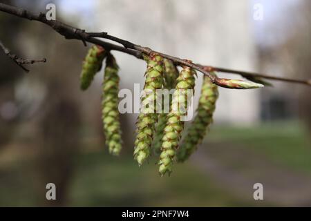 A close-up shot of an Alder pollenplant grown in the garden in spring ...