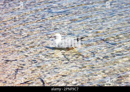 The silver gull (Chroicocephalus novaehollandiae) in clear, shallow water of Monkey Mia Beach in Shark Bay, Australia. Stock Photo