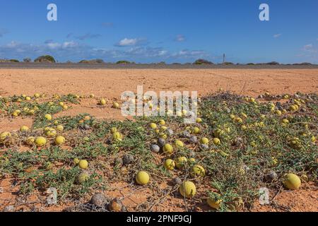 Bush melon in the Australian Outback Stock Photo - Alamy