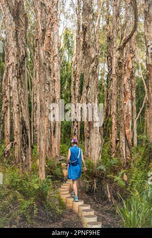 Australia, Queensland, Agnes Water, Woman walking on boardwalk in forest Stock Photo